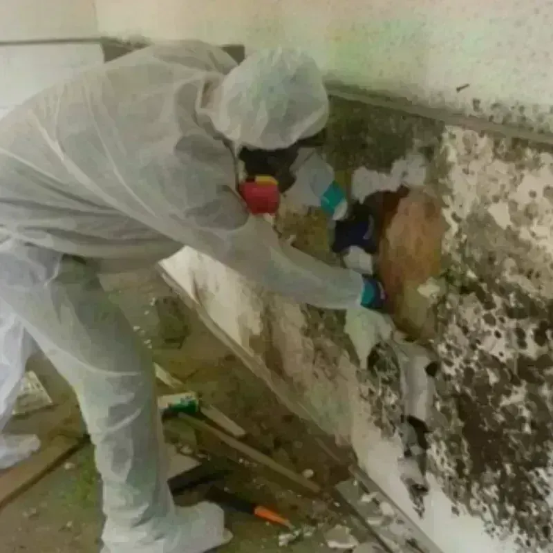 Mold Remediation and Removal in Tishomingo County, MS